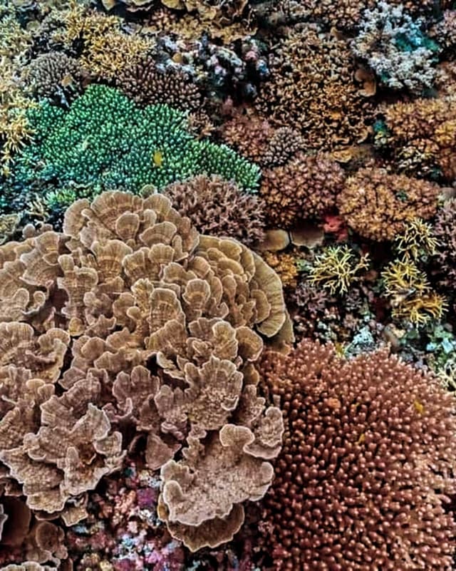 The Copper Crown - Western Visayas